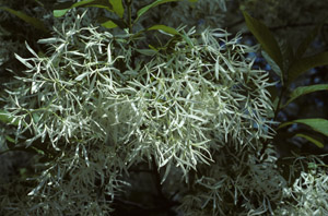 Fringetree or Grancy-Greybeard foliage